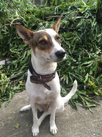 Portrait of dog sitting outdoors