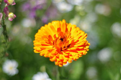 Close-up of bee on yellow flower