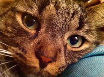 Close-up portrait of a cat