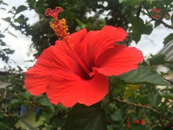 Close-up of red flower