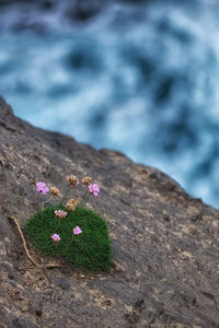 High angle view of flower growing on rock