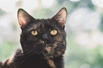 Close-up portrait of black cat