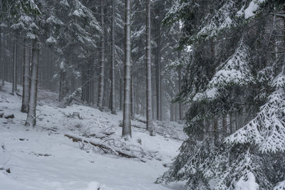 Trees in forest during winter