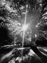 Sun shining through trees in park