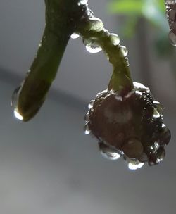 Close-up of water drops on plant