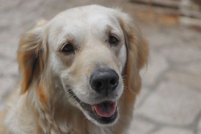 Close-up portrait of dog