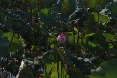 Close-up of pink lotus water lily