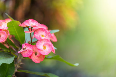 Close-up of pink flowering plant