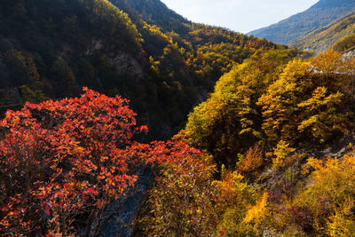 High angle view of trees in forest