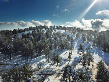 Trees in forest against sky during winter