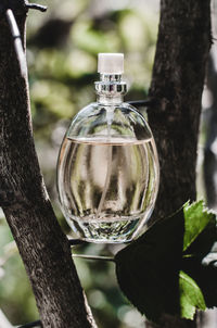 Female perfume bottle with tree branches. perfume on a natural background.