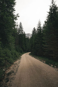 Dirt road along trees and plants in forest