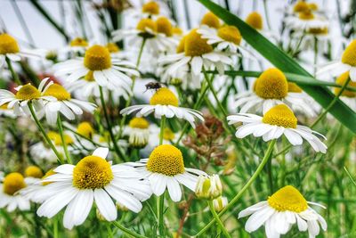 Close-up of fresh white flowers on field