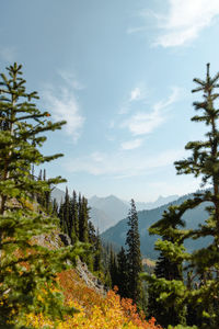 Low angle view of trees against sky