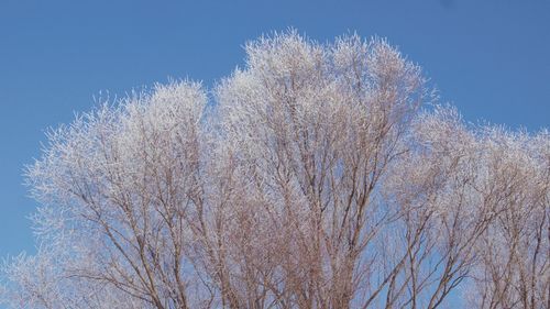 Low angle view of trees against clear blue sky