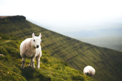 Sheep in a field