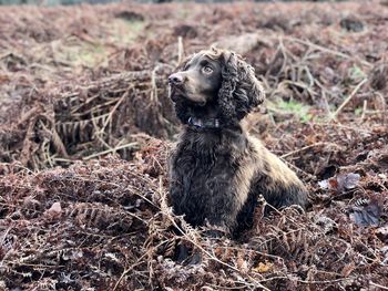 View of dog sitting on field