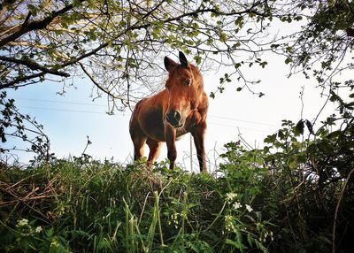 View of a horse on field