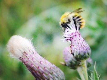 Close-up of bee on purple flower