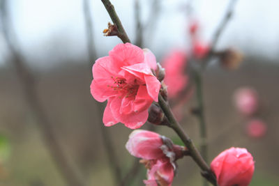 Close-up of pink flowers on twig
