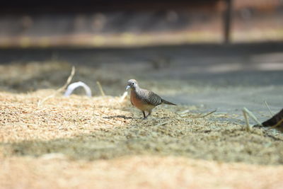 Close-up of bird perching on a field