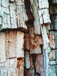 Full frame shot of tree trunk