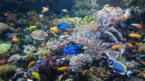 Close-up of coral underwater