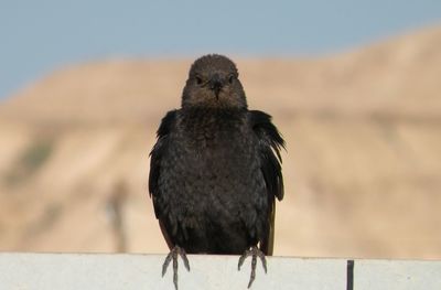 Close up on tristram's grackle, looked at me just before biking travel near the dead sea, israel