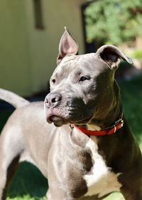 Close-up of a dog looking away