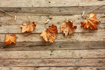 Close-up of autumn leaves on wood