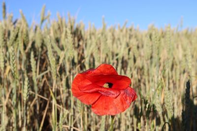 Close-up of red poppy flower on field