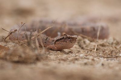 Close-up of insect