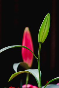 Close-up of fresh green plant