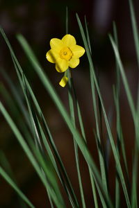 Close-up of yellow flowering plant
