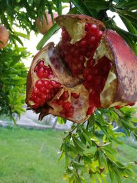 Close-up of strawberries on tree