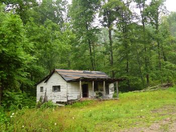 Trees in house