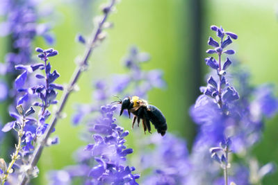 Close-up of bee on purple flowers