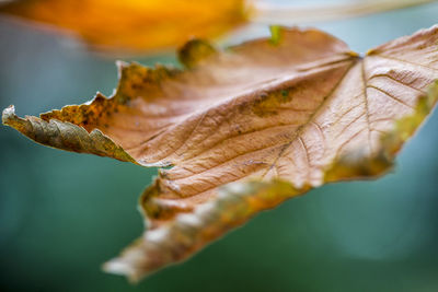 Close-up of dry maple leaves