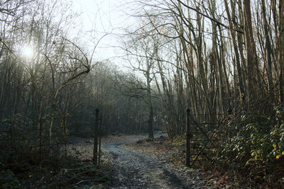 Trees in forest against sky
