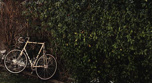 Bicycle parked by trees