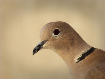 Close-up of mourning dove
