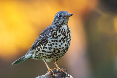 Close-up of bird perching on branch