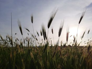 Close-up of stalks in field against sky
