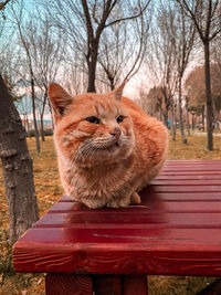 Full length of a cat sitting on bare tree