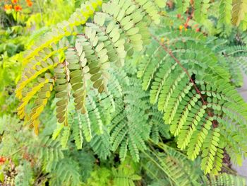 Close-up of fresh green plant