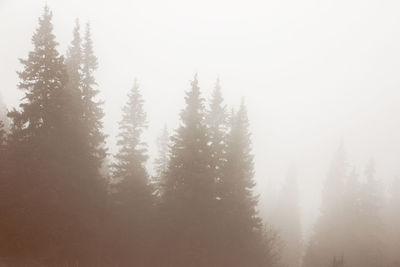 Trees in forest during winter