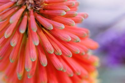 Close-up of pink flower