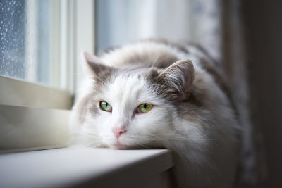 White cat lying down by window on rainy day
