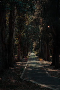 Footpath amidst trees in forest