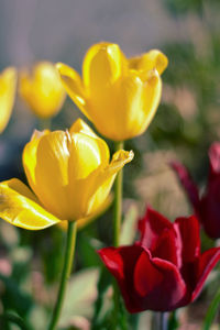 Close-up of yellow tulip
